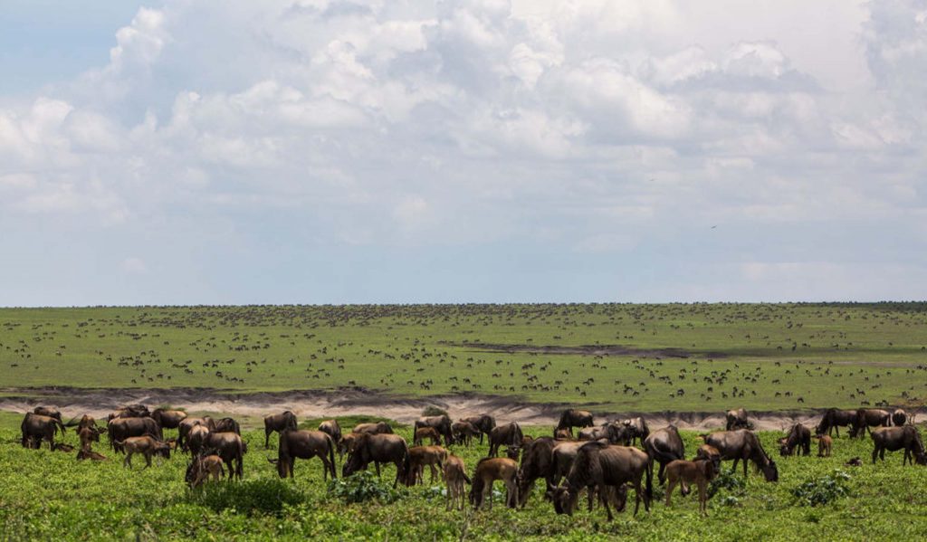 6 days Tanzania safari